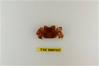藏品(字紋弓蟹)的圖片